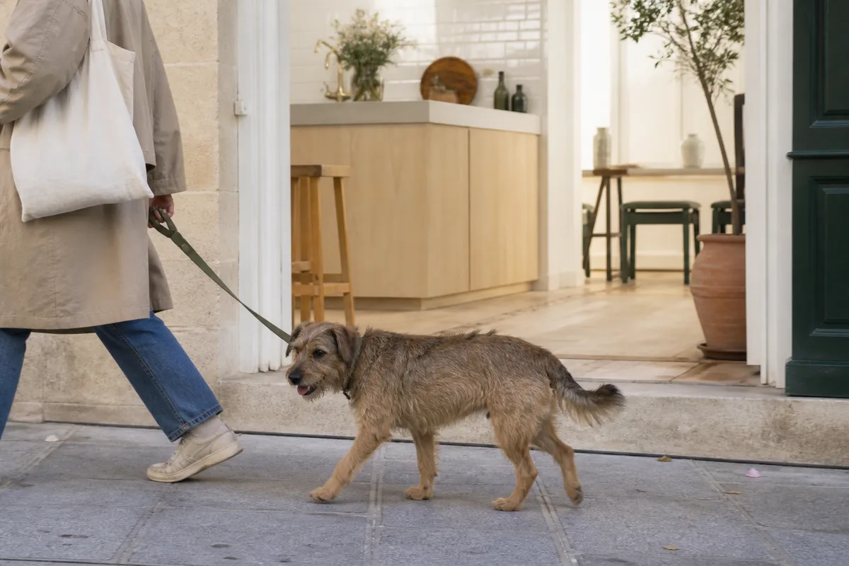 Chien tenu en laisse marchant sur un trottoir en ville